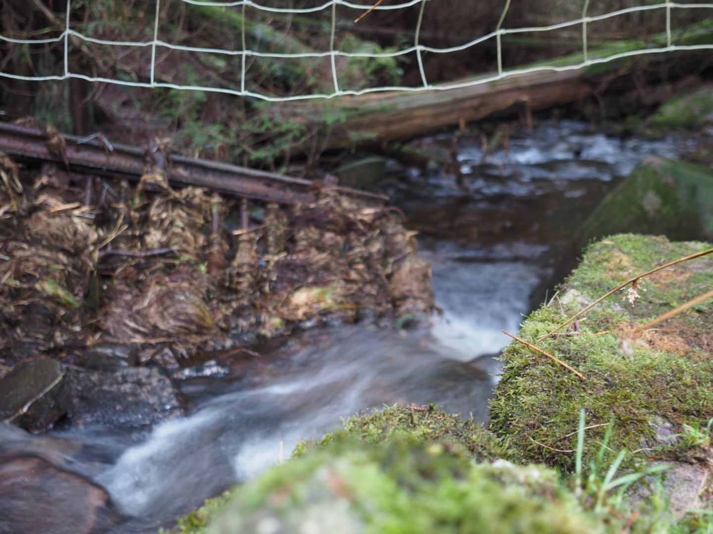 The entrance to the forested area, showing a metal gate pushed to the side by the stream of water, overgrown and reclaimed by nature. At the top of the image is a metal fence, hung across where the metal gate would have been. Mossy rocks can be seen to the right and bottom corner, with water flowing from the left and into the middle, fading into soft focus of the forest.