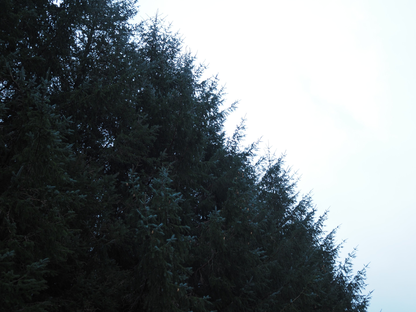 An imposing wall of trees, dark green against a plain blue/white sky, viewed from a 45 degree angle.