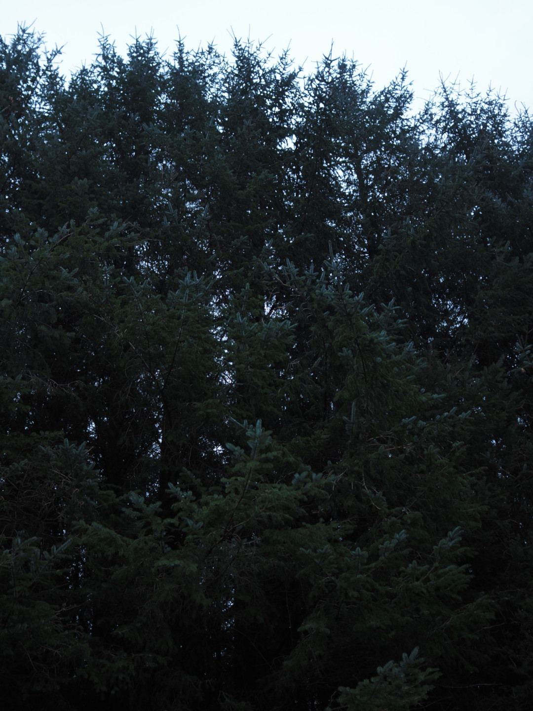 The same view as before but viewed straight on, and in portrait, showing the sky gradually vanishing behind a thickening wall of trees.